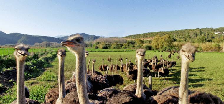 ct-things-to-do-ostrich-farm